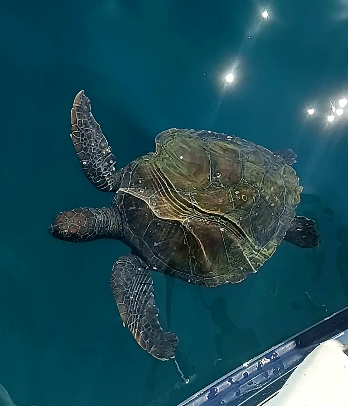Tartaruga marinha nadando ao lado da embarcação